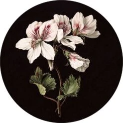 KEK Amsterdam Witte Bloemen Behangcirkel SC-071 ø142,5cm
